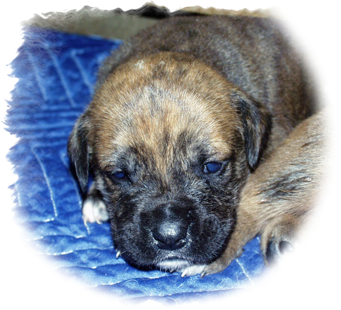 Gentle Giants Rescue And Adoptions 
